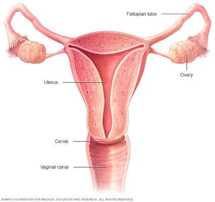 Aparato reproductor femenino